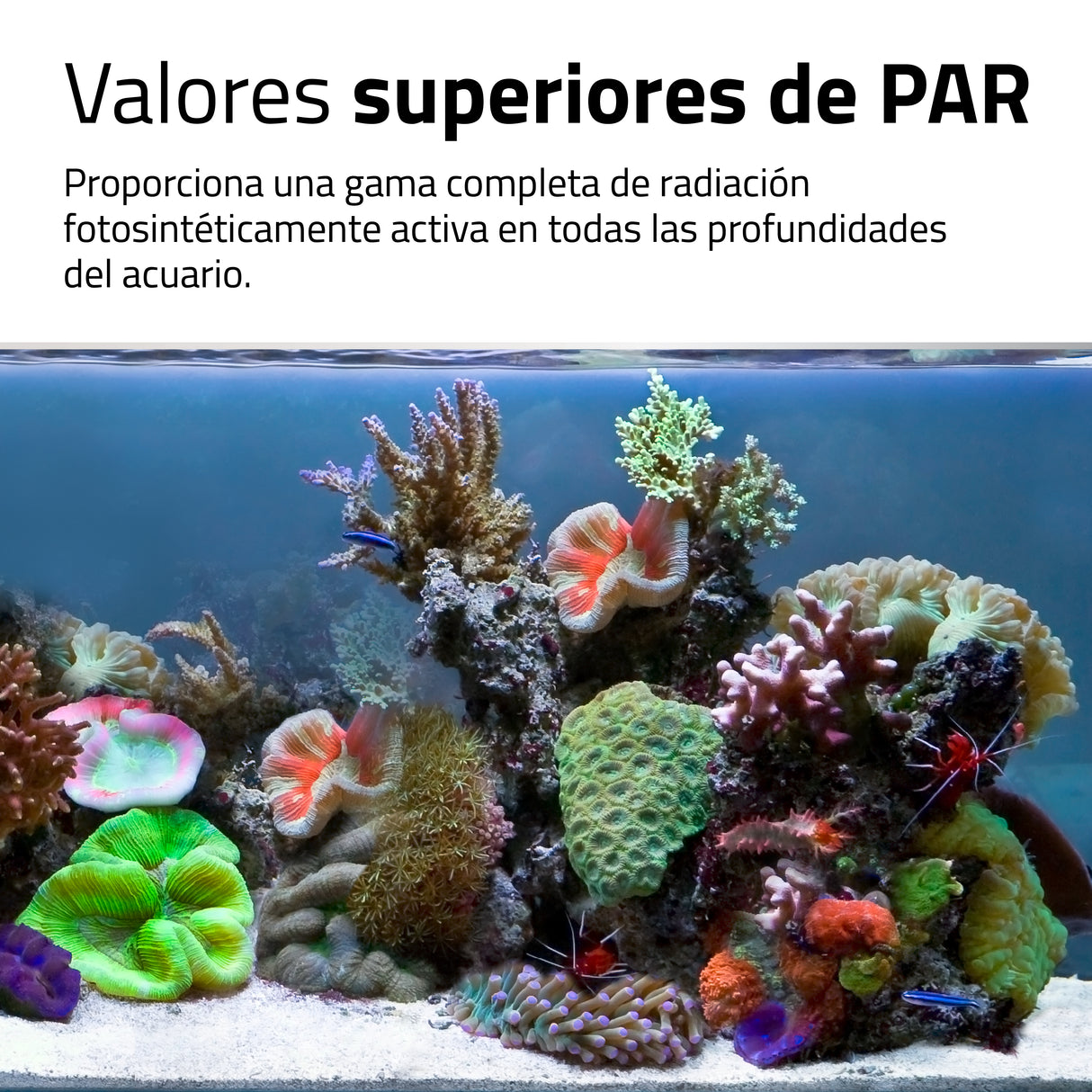 Fluval LED Nano Reef 4.0 (25W)