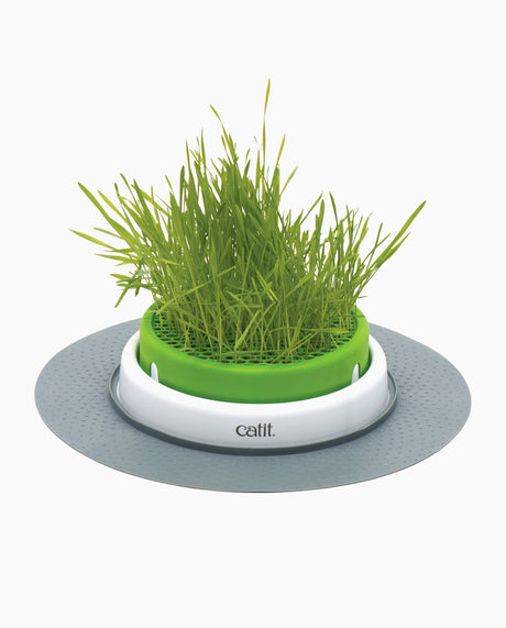 Germinador de Hierba Gatera Catit Senses