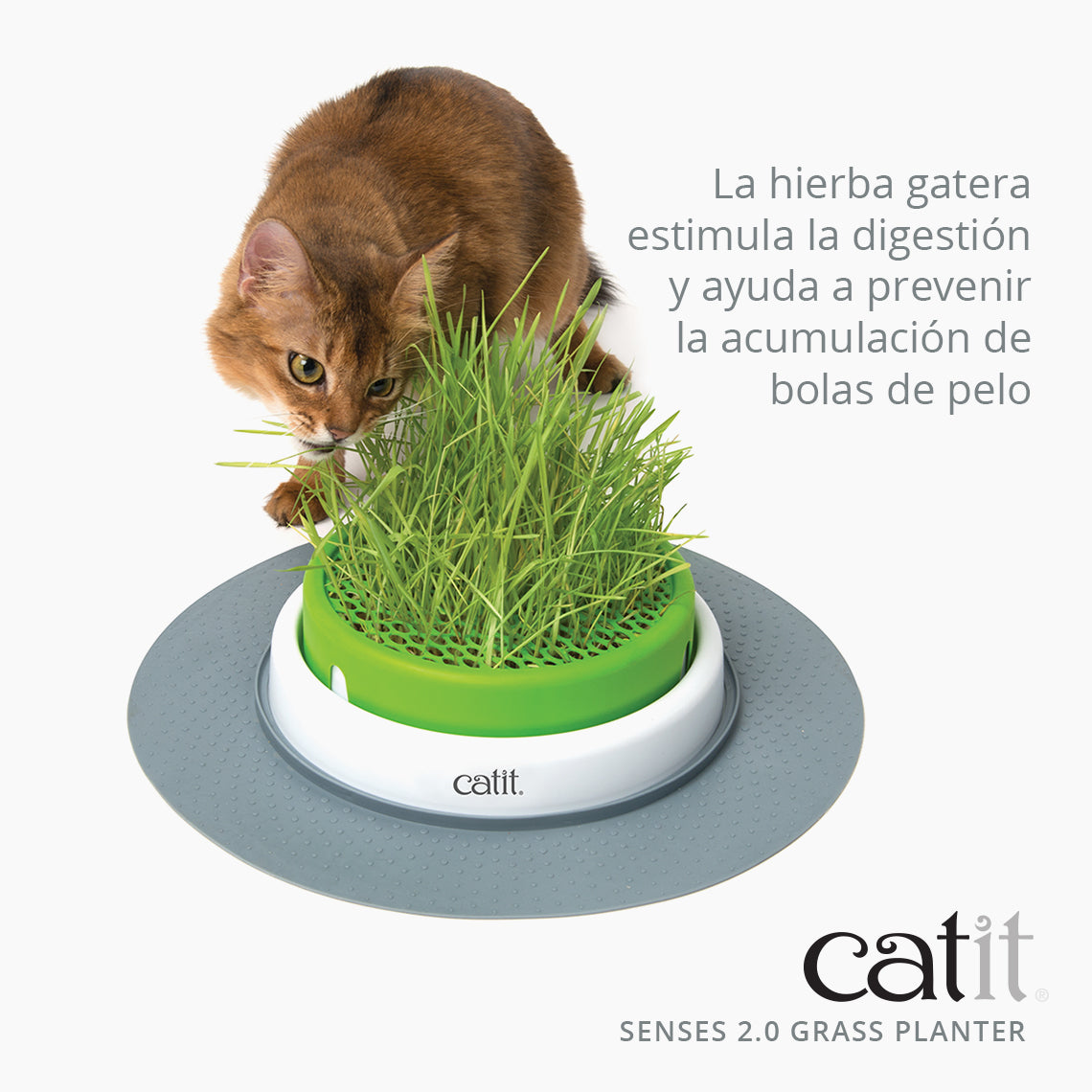 Germinador de Hierba Gatera Catit Senses