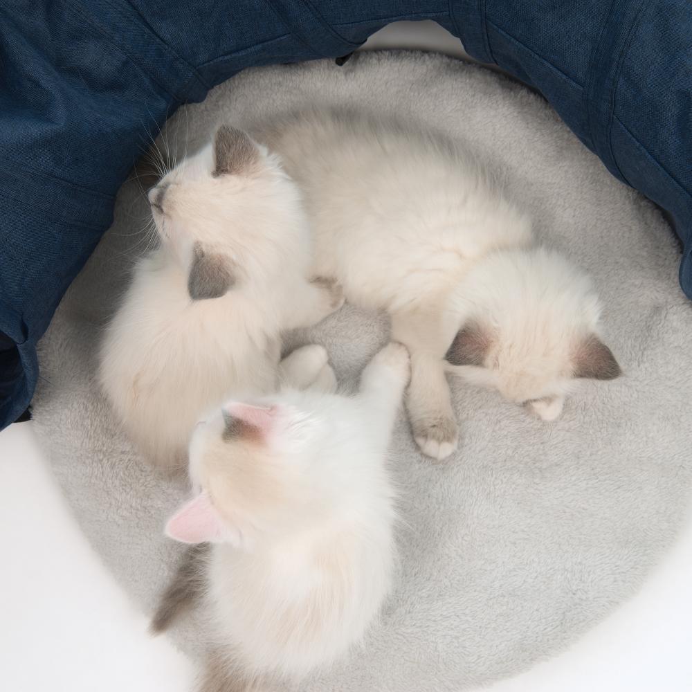 Túnel para gatos con cojín Catit Vesper Tunnel