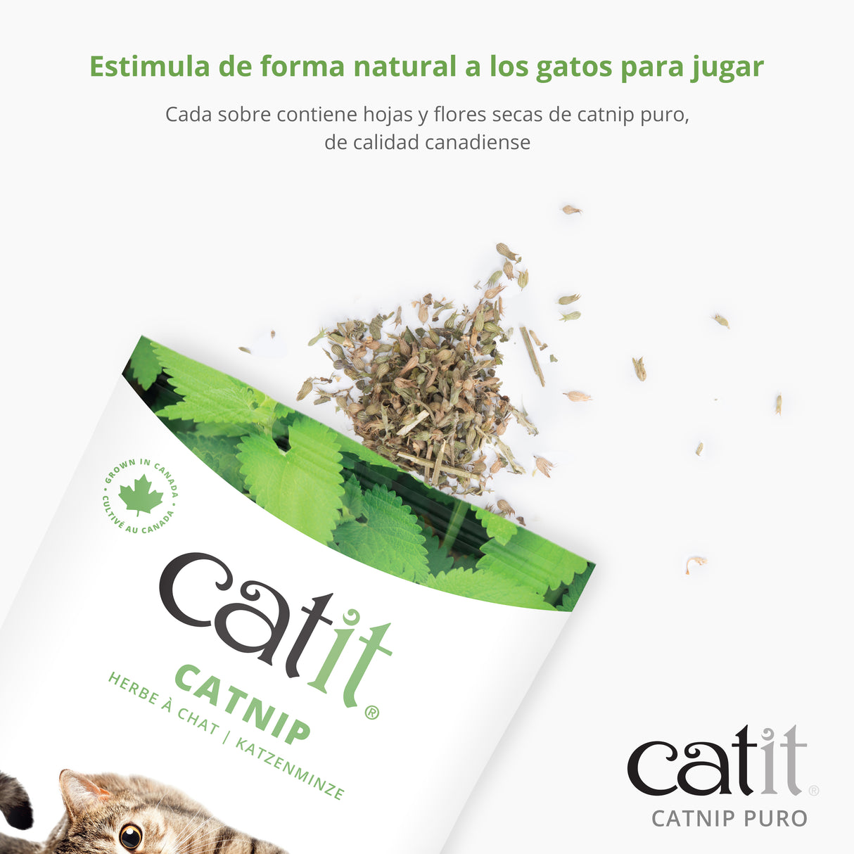 Catnip seco para gatos Catit