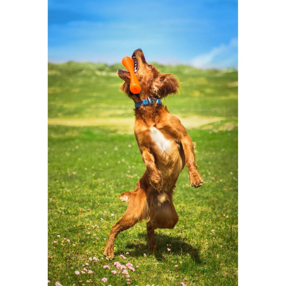 Juguetes ultra resistentes para perros BIONIC Urban Stick