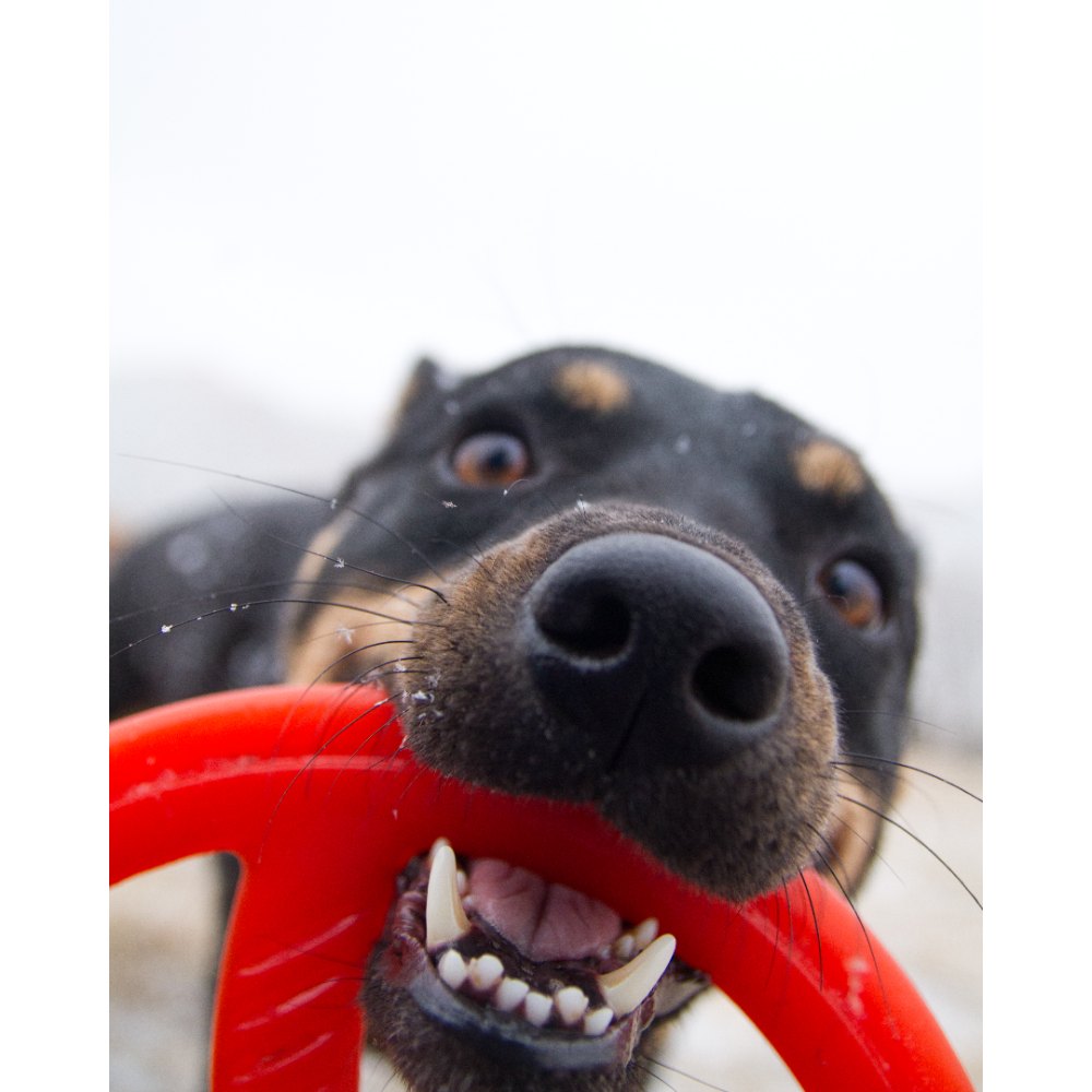 Juguete ultra resistente para perros BIONIC Toss-N-Tug