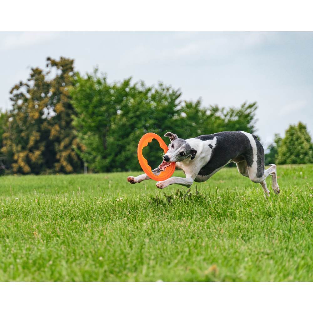 Juguete ultra resistente para perros BIONIC Toss-N-Tug Turbo