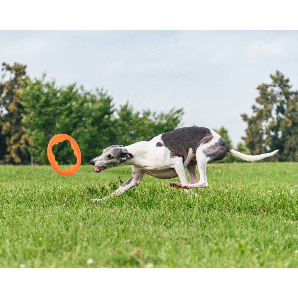 Juguete ultra resistente para perros BIONIC Toss-N-Tug Turbo