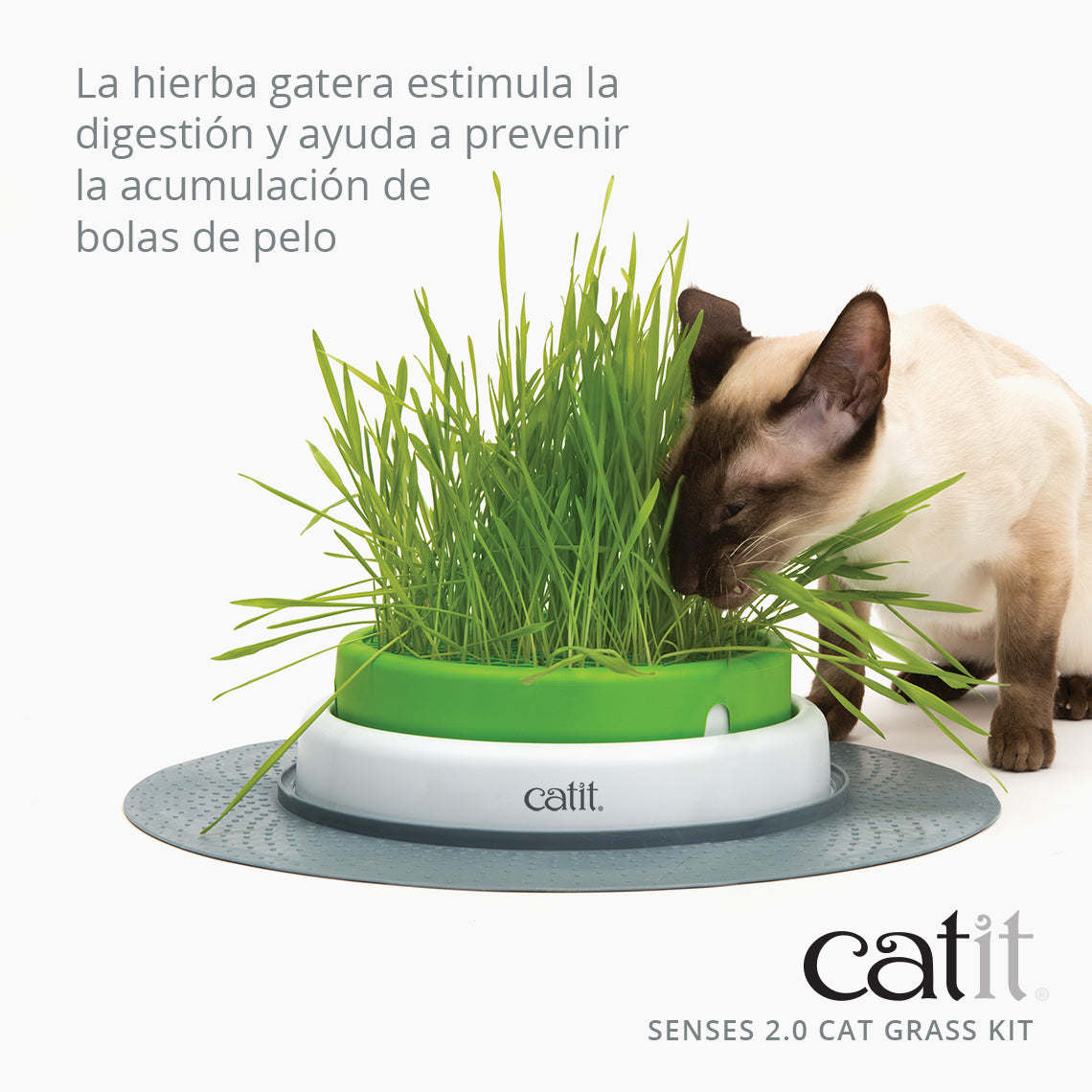 Kit de hierba Cat Grass Kit Catit