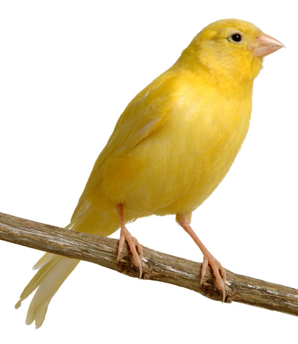 Bird_canary_shutter_1639605.jpg