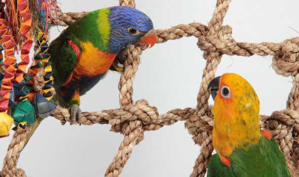 Canopy-nets-for-birds.jpg