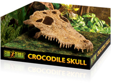 crocodile_skull.jpg