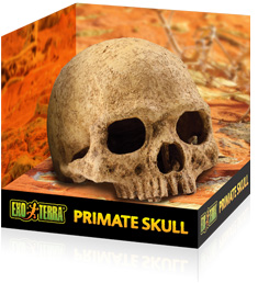 primate_skull.jpg