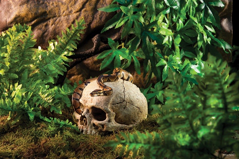 Exo Terra Primate Skull