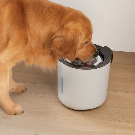 Fuente para perros Zeus Oasis
