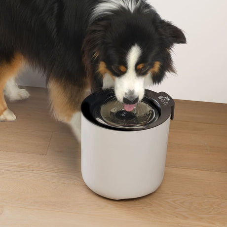 Fuente para perros Zeus Oasis Plus Inteligente