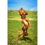 Juguetes ultra resistentes para perros BIONIC Urban Stick