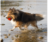 Juguetes ultra resistentes para perros BIONIC Pelota