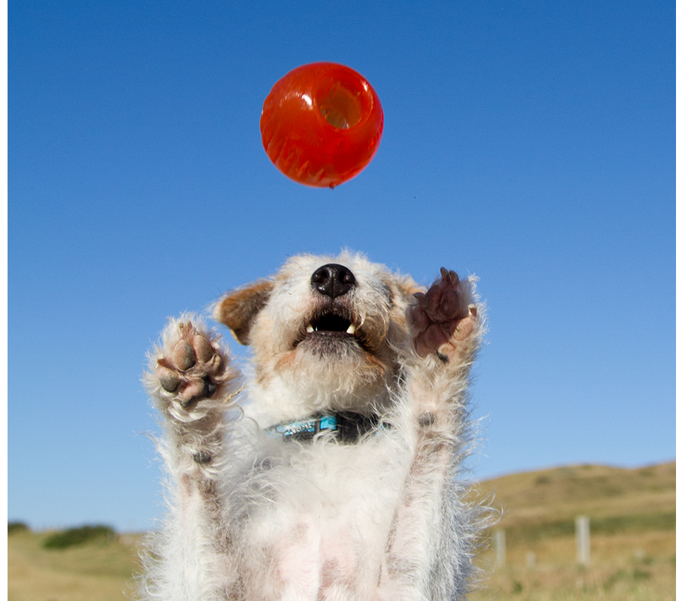 Juguetes ultra resistentes para perros BIONIC Pelota