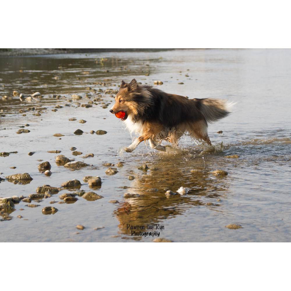 Juguetes ultra resistentes para perros BIONIC Pelota
