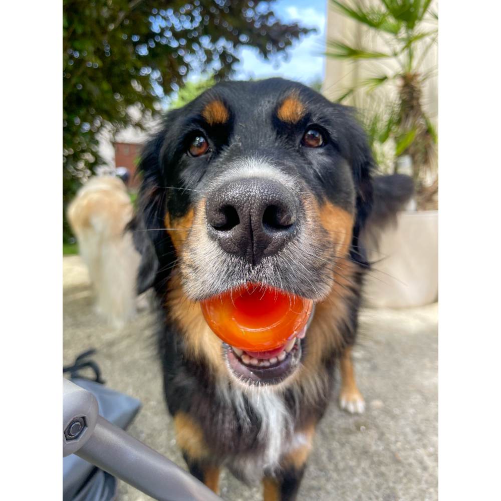 Juguetes ultra resistentes para perros BIONIC Pelota