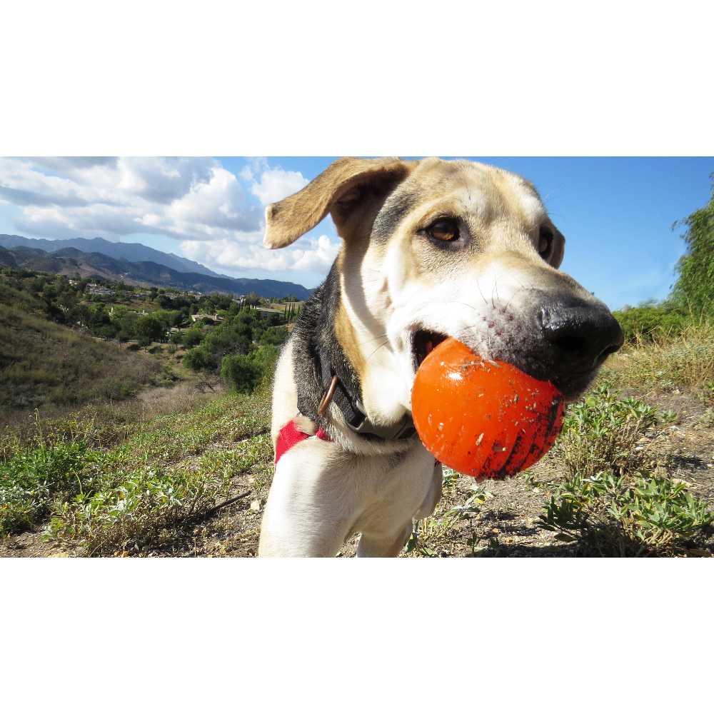 Juguetes ultra resistentes para perros BIONIC Pelota