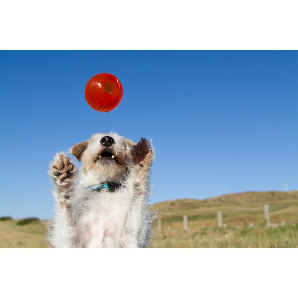 Juguetes ultra resistentes para perros BIONIC Pelota