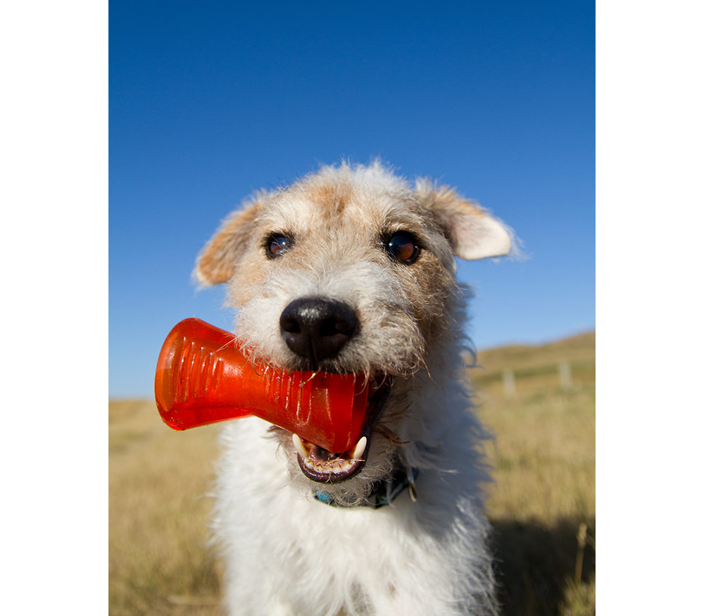 Juguetes ultra resistentes para perros BIONIC Hueso