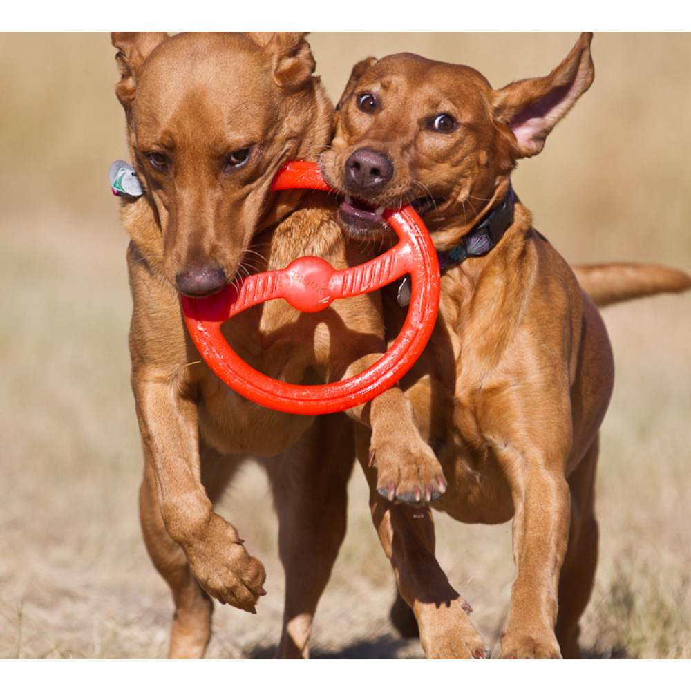 Juguete ultra resistente para perros BIONIC Toss-N-Tug