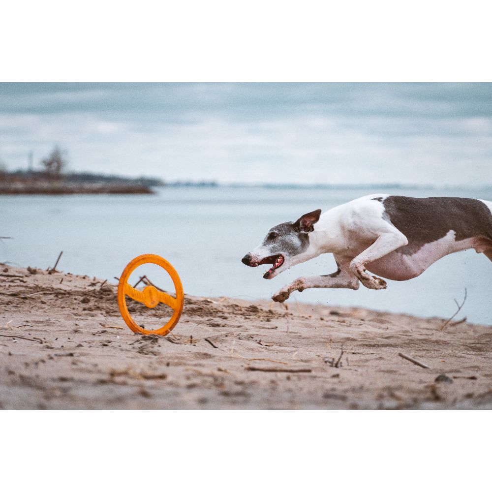 Juguete ultra resistente para perros BIONIC Toss-N-Tug