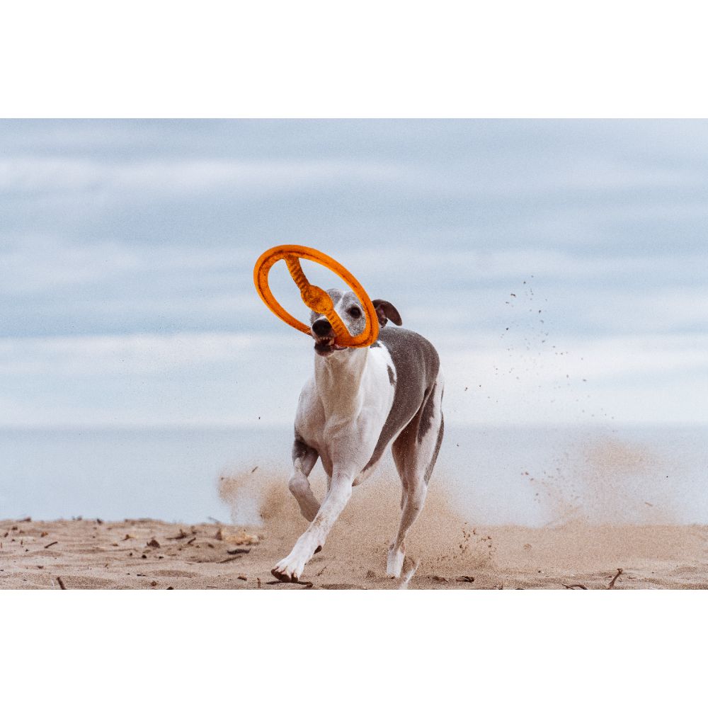 Juguete ultra resistente para perros BIONIC Toss-N-Tug