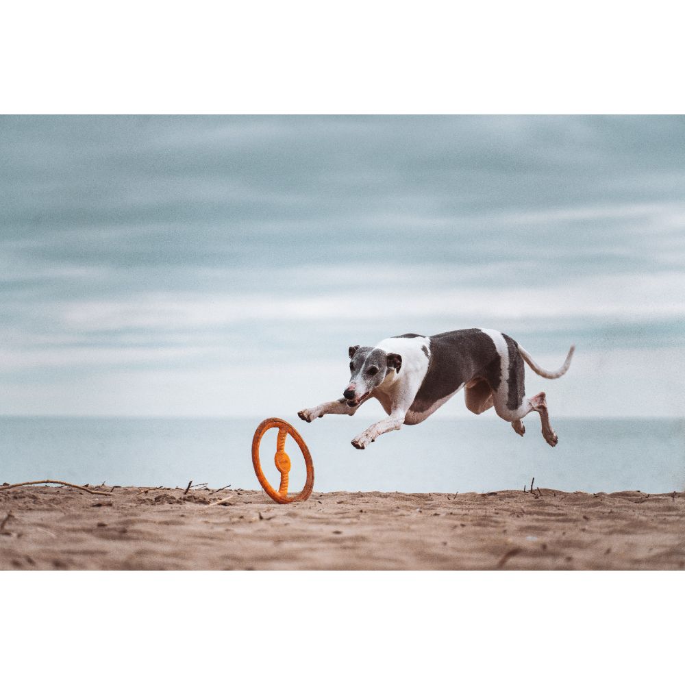 Juguete ultra resistente para perros BIONIC Toss-N-Tug