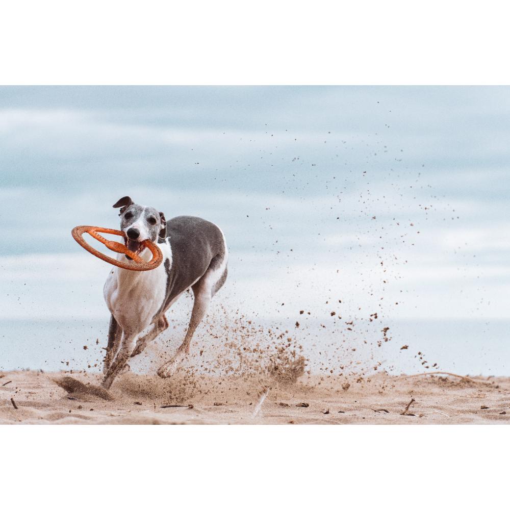 Juguete ultra resistente para perros BIONIC Toss-N-Tug