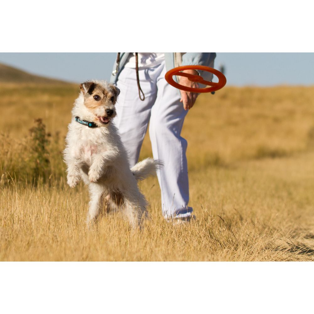 Juguete ultra resistente para perros BIONIC Toss-N-Tug