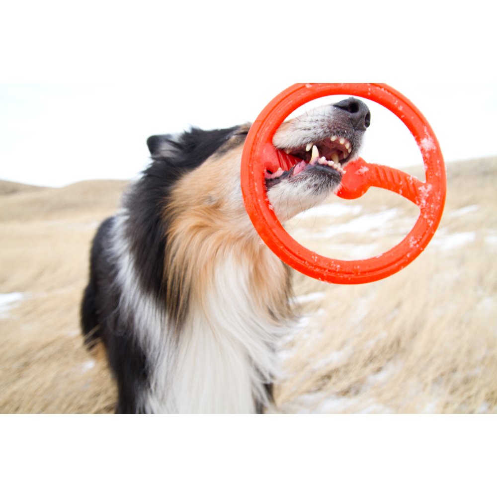 Juguete ultra resistente para perros BIONIC Toss-N-Tug