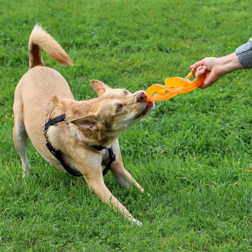Juguete ultra resistente para perros BIONIC Toss-N-Tug