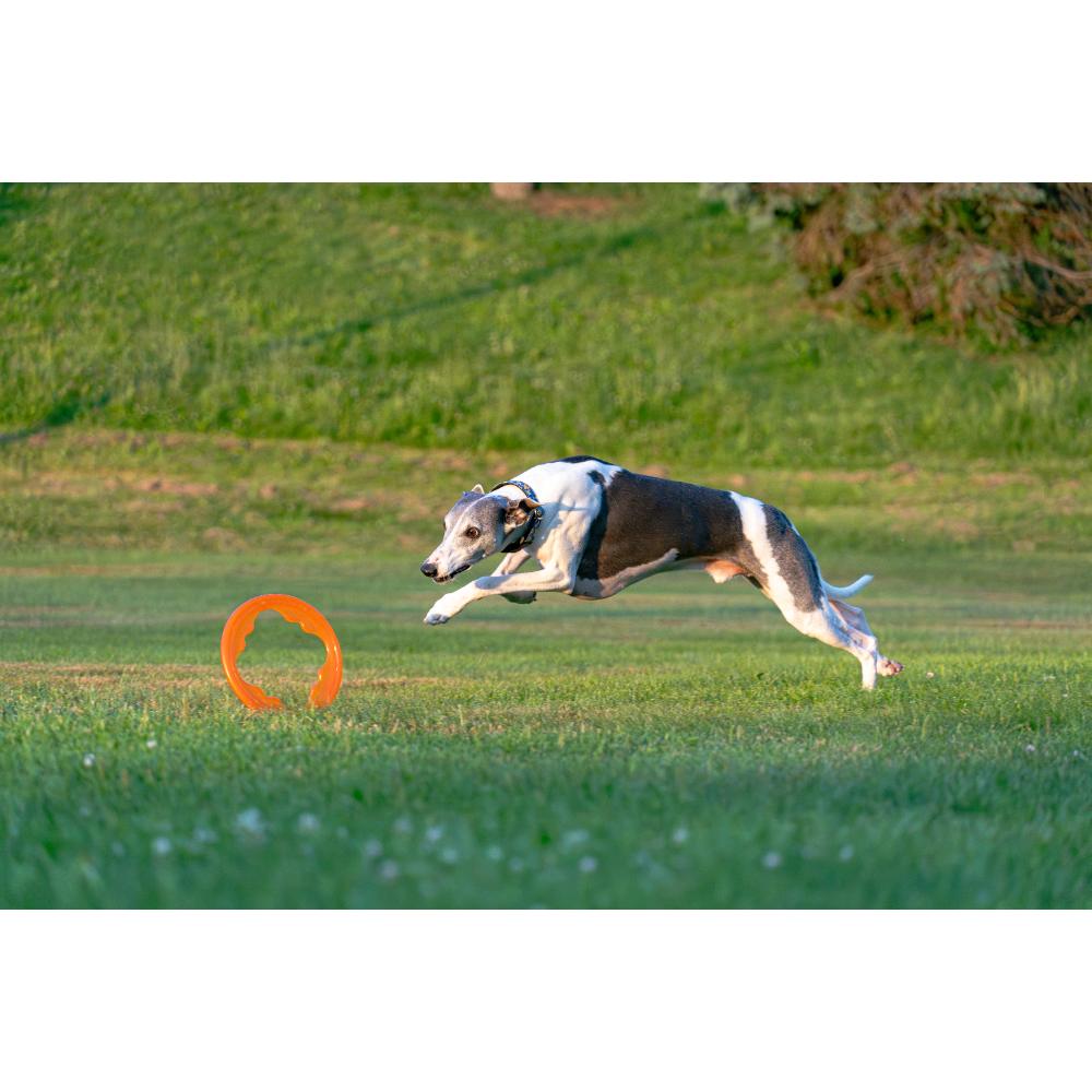 Juguete ultra resistente para perros BIONIC Toss-N-Tug Turbo