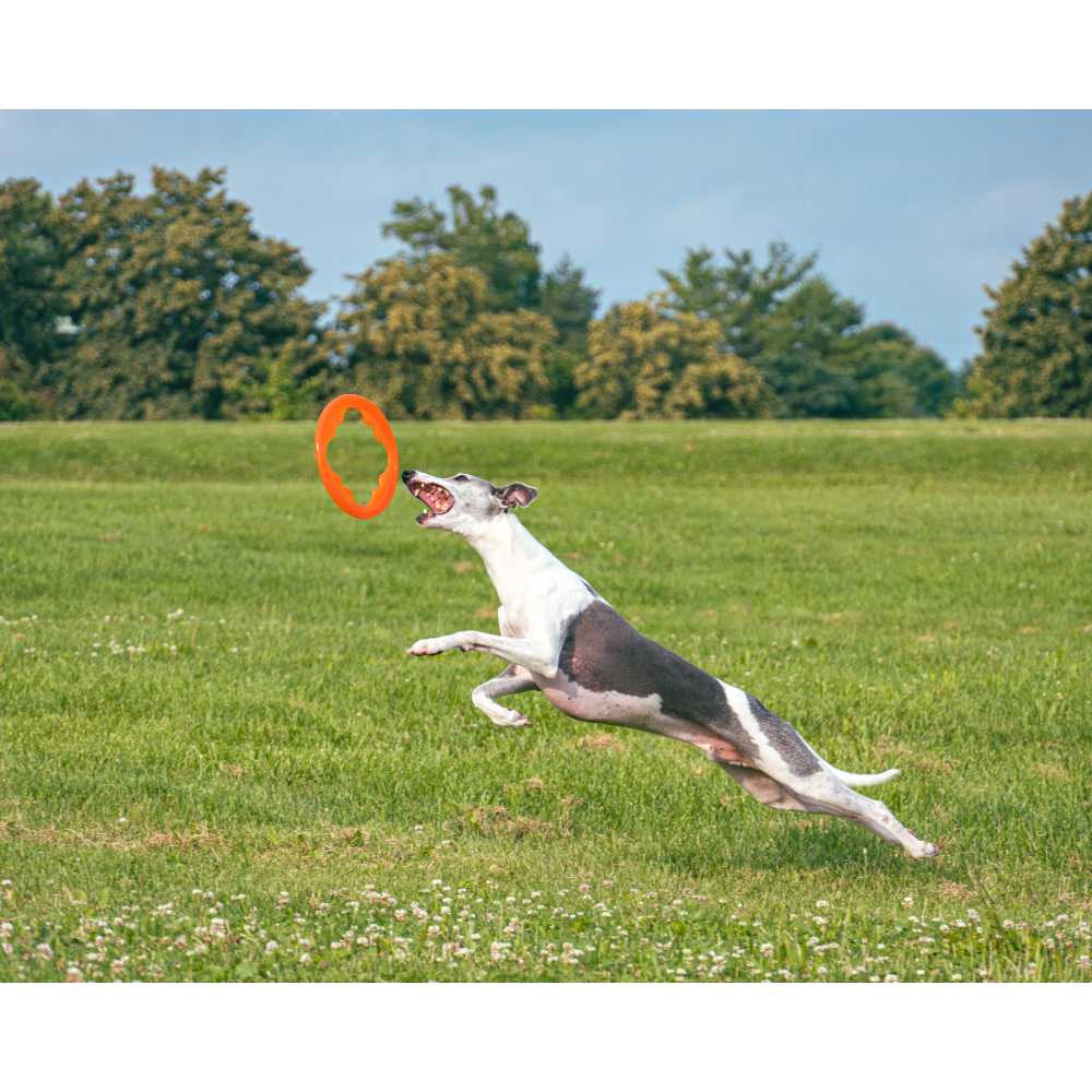 Juguete ultra resistente para perros BIONIC Toss-N-Tug Turbo