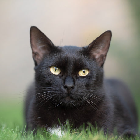 Gato negro