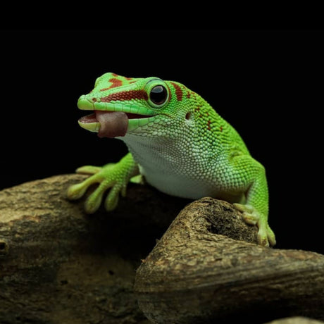 Gecko Phelsuma