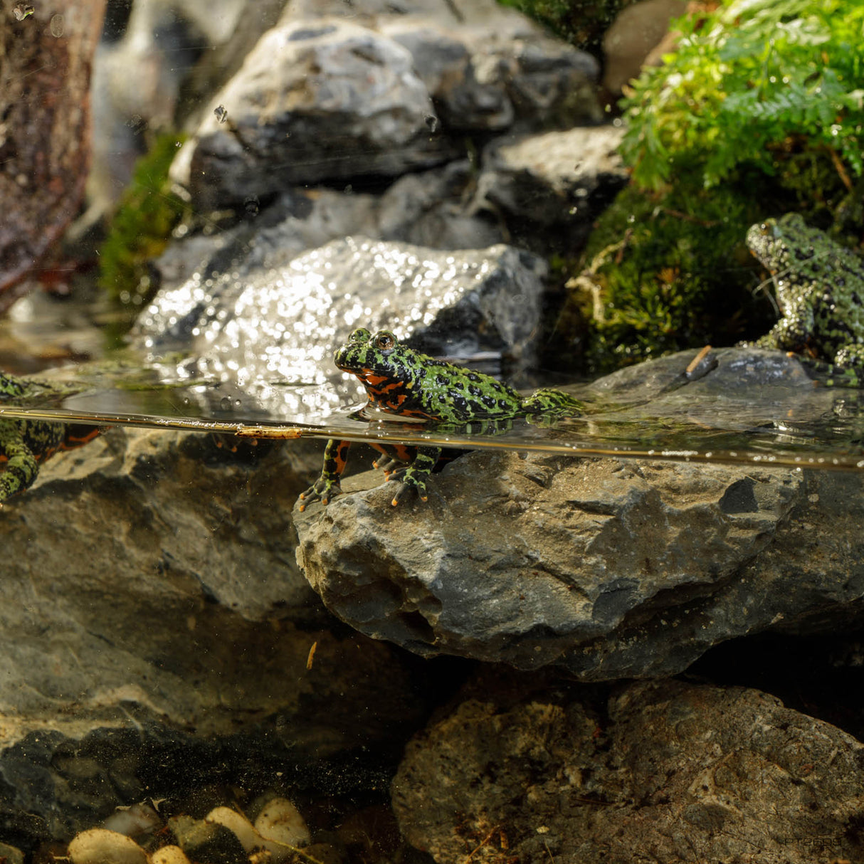 Paludario y terrario de cristal extra alto Exo Terra